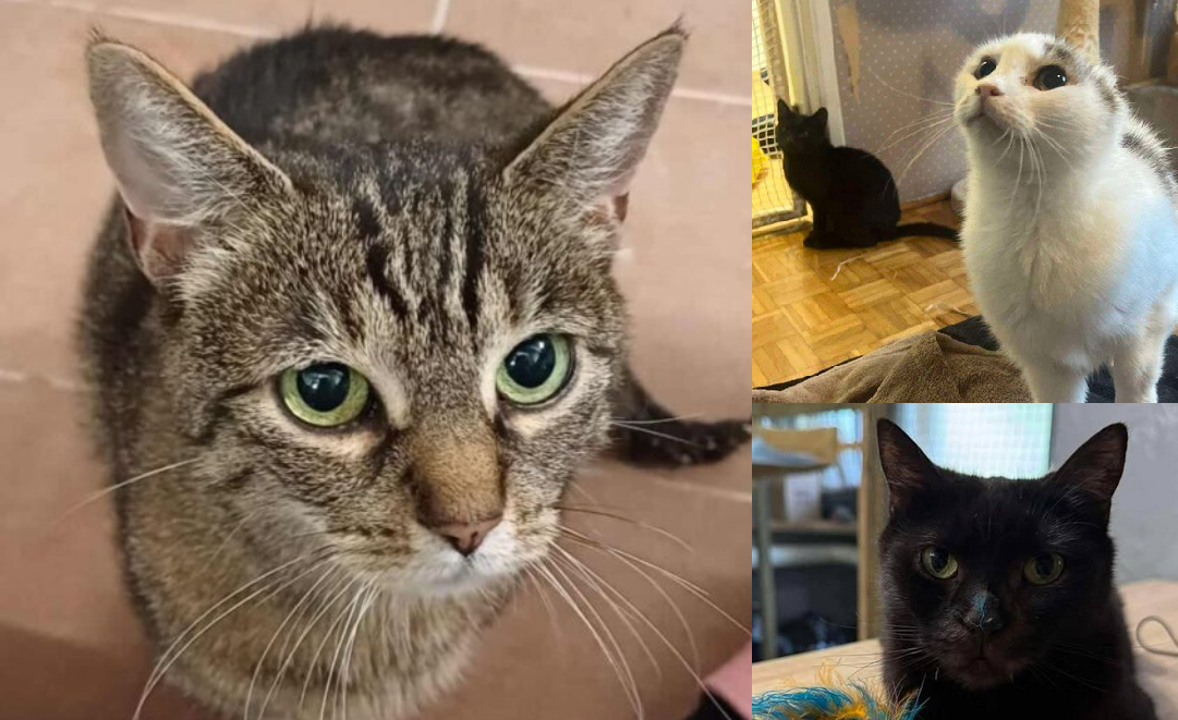 Smutne oczy kotki Traszki